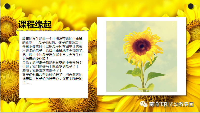 阳光下的向日葵记永兴佳园幼儿园大一班班本课程