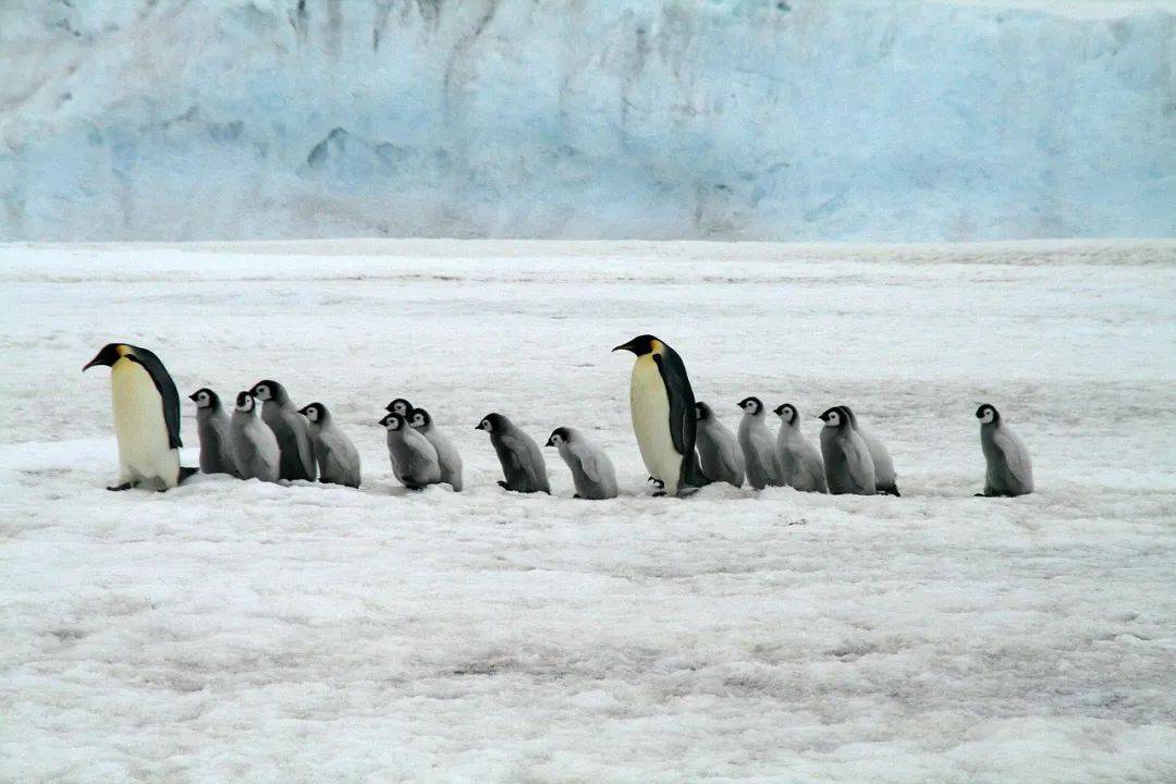 海洋科普1260南极洲冰盖融化帝企鹅出现生存危机