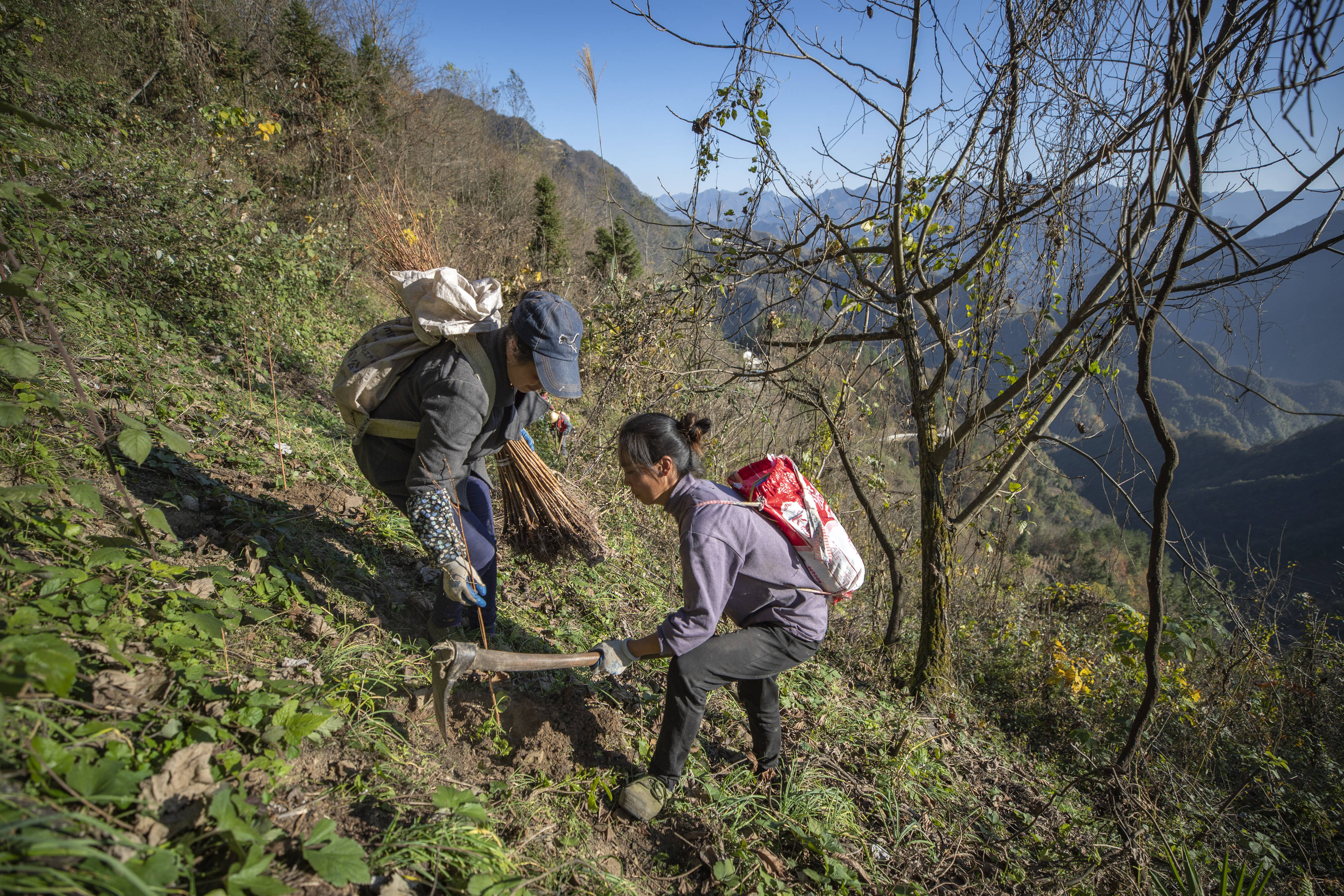 重庆城口：荒山披“绿装”