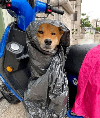 逛街突逢下雨,妈妈用黑塑料袋将狗子打包后,它抑郁了