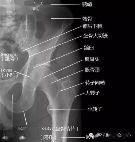 【收藏】骨关节系统x线解剖图谱