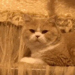 每天都会更新超好玩的猫猫狗狗表情包～ 小伙伴们把我设为星标可以第