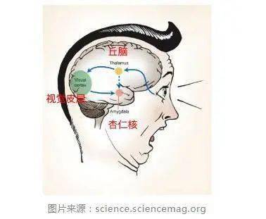 美国学者丹尼尔·平克称,杏仁核是大脑的警备部,永远都警觉着有关威胁