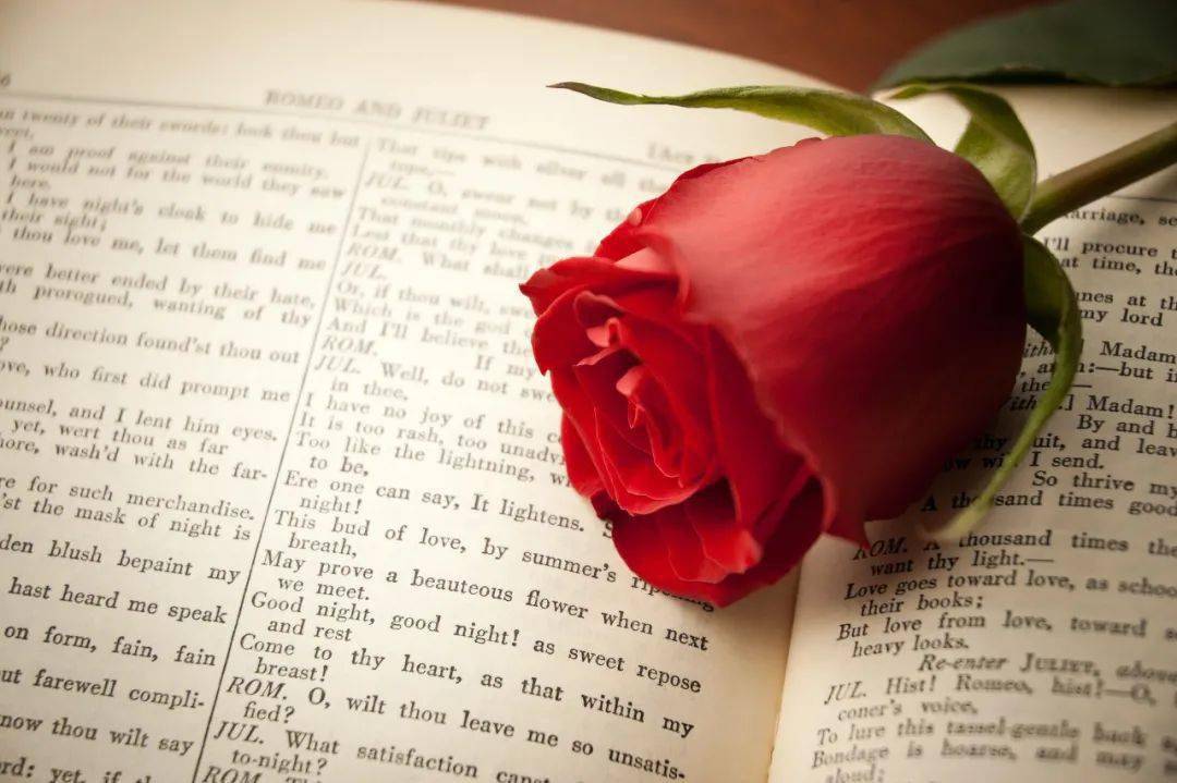 莎翁|“昔日玫瑰以其名流芳”：莎翁笔下的红白玫瑰之战 | 一诗一会