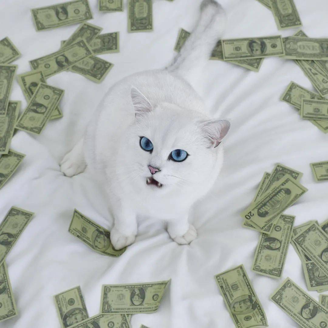 全球颜值最高的猫，年收入3500万！