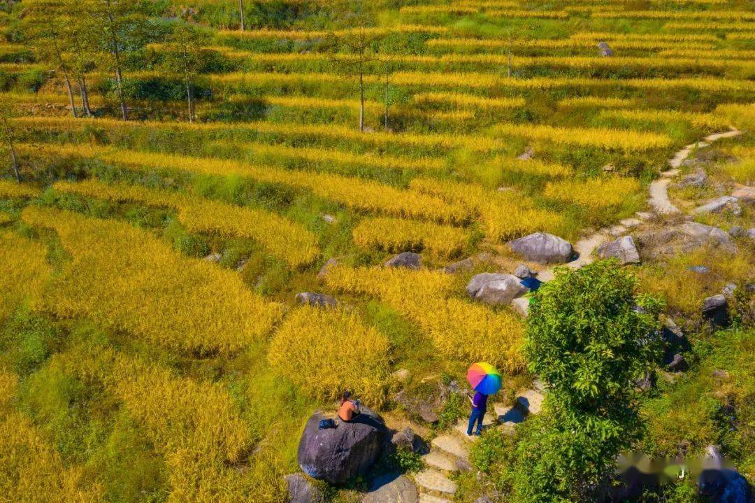 洋岭梯田,陆河上护镇洋岭村