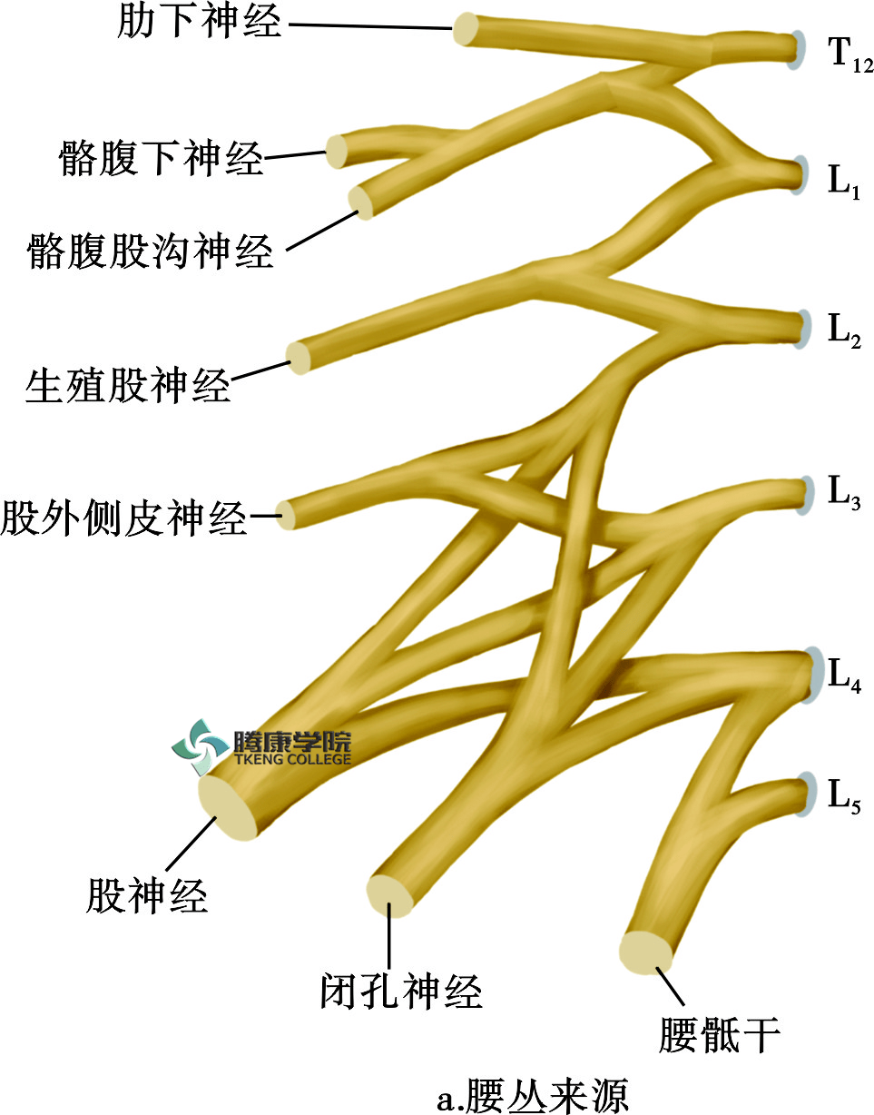 内侧部和腹股沟区,分支有髂腹下神经,髂腹股沟神经,股神经,闭孔神经