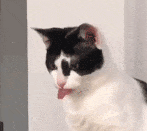 小猫舔毛舔到一半开始思考喵生,舌头都忘了缩回去!