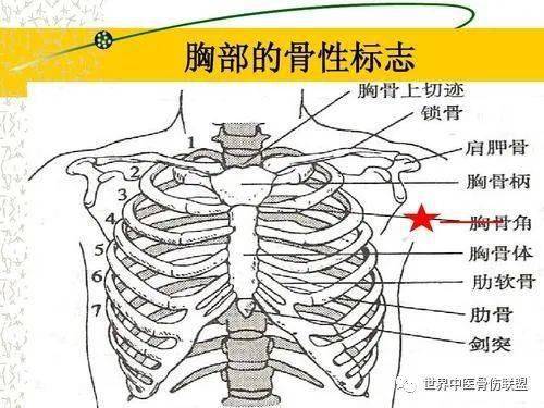剑突:胸骨下方的突出位于两侧肋弓之间,剑突与左侧肋弓的交点处是心