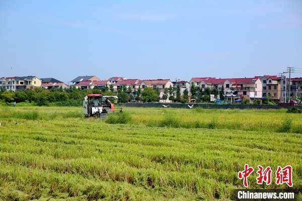 
浙江婺城推农业“尺度地”革新 激活乡村振兴新动能_KOK体育app官方入口(图1)