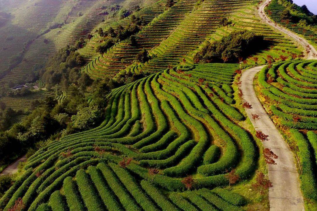 闽北美景|浦城:看看上云茶山"公式照",ta是"门面担当"