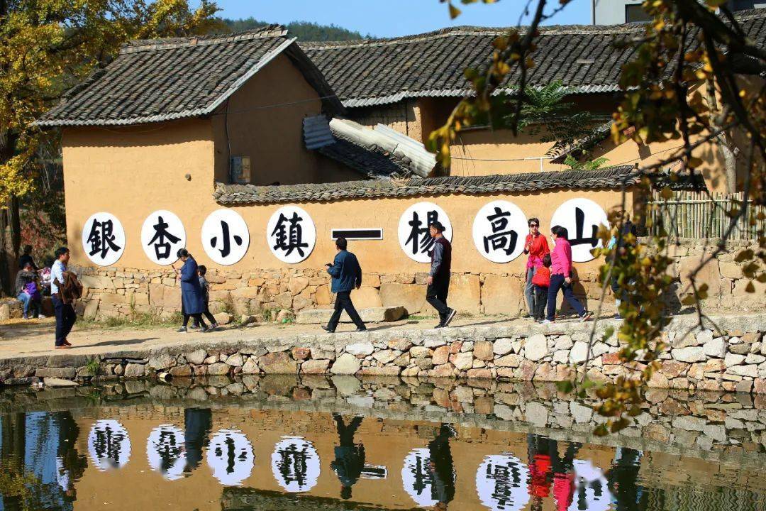 新县杨高山村:邂逅千年古银杏