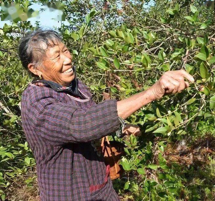 满意在三明 | 泰宁:初冬油茶采摘忙 农民丰收喜洋洋