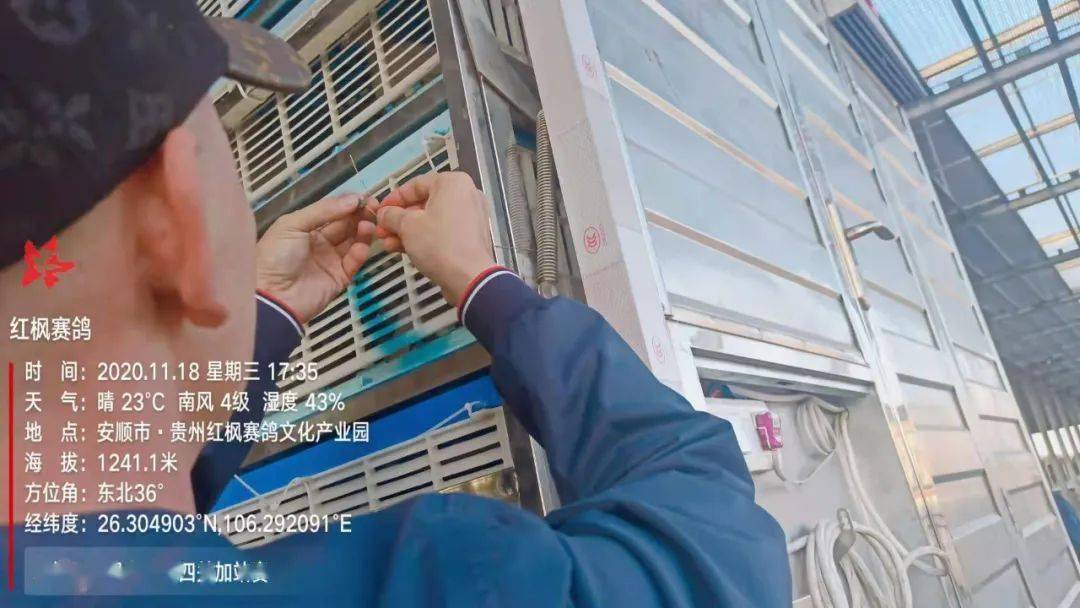 
红枫大棚第四关加站赛集鸽现场视频及图片：华体会体育hth官方网站(图9)