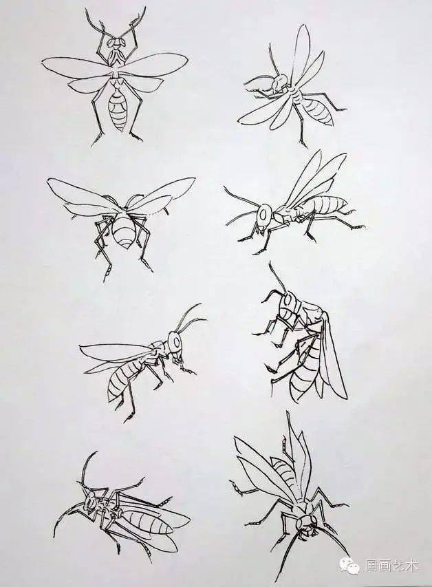 24种常见草虫及其多种白描形态值的收藏
