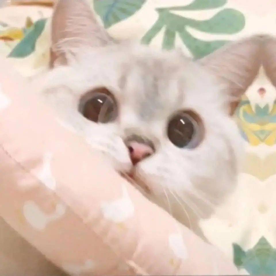 蒙淇淇|20块钱就能买到的绝美腮红？我不信！