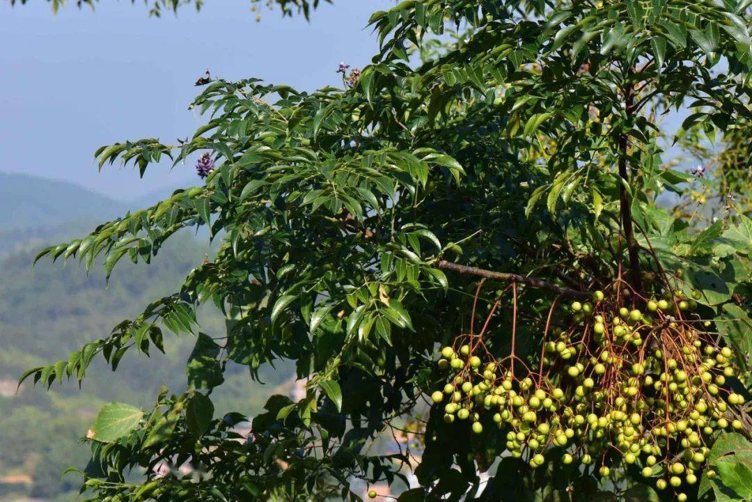 恩平这种植物全身都是宝,但大多数恩平人都读不准它名字