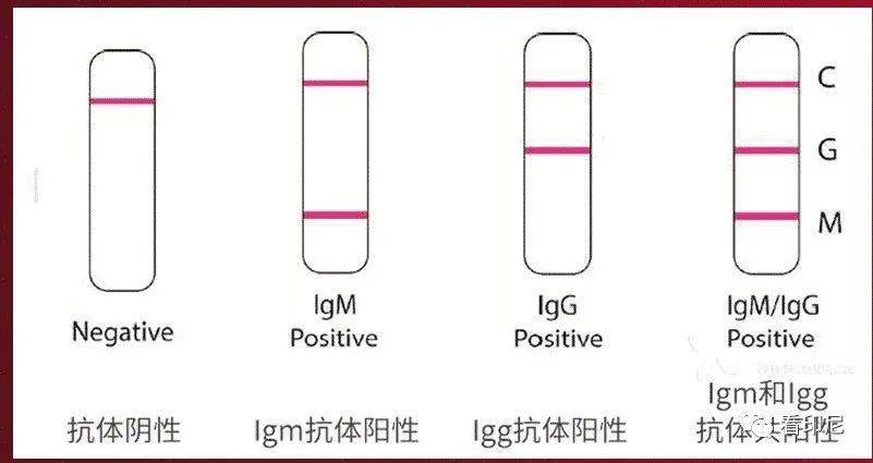 双检政策中，目前除了要求核酸和血清igm抗体阴性以外，如果igg抗体未呈阴