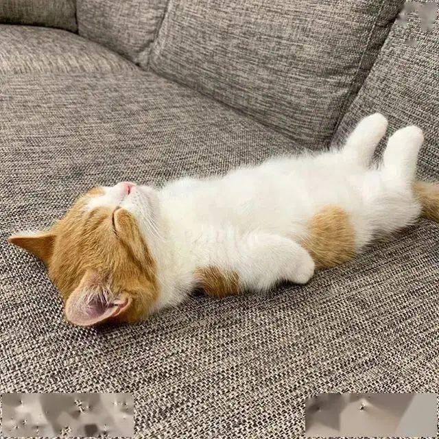 当猫咪四脚朝天肚皮朝上时. 这表明猫非常信任你.