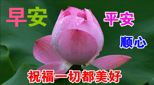 11月19日最漂亮早上好动态表情图片大全,早晨好动图美图大全