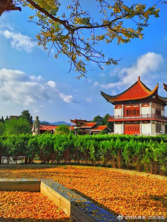 宁乡|唐朝宰相在宁乡种了一棵银杏树 美了千年