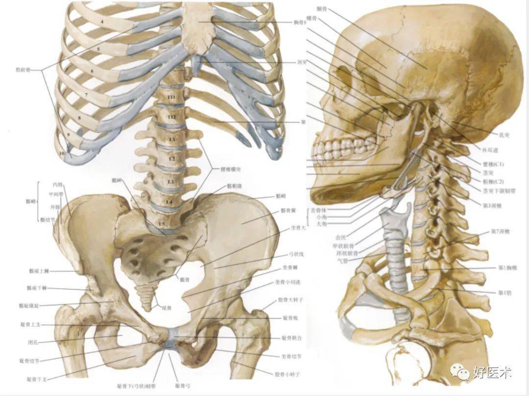 脊柱超详细解剖,高清图文版!