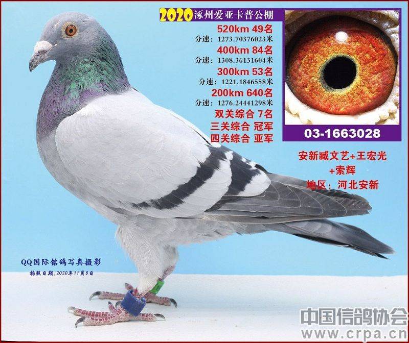 信鸽怎么知道飞到哪 a41132f839064348808e64a85ee1f72e.jpeg