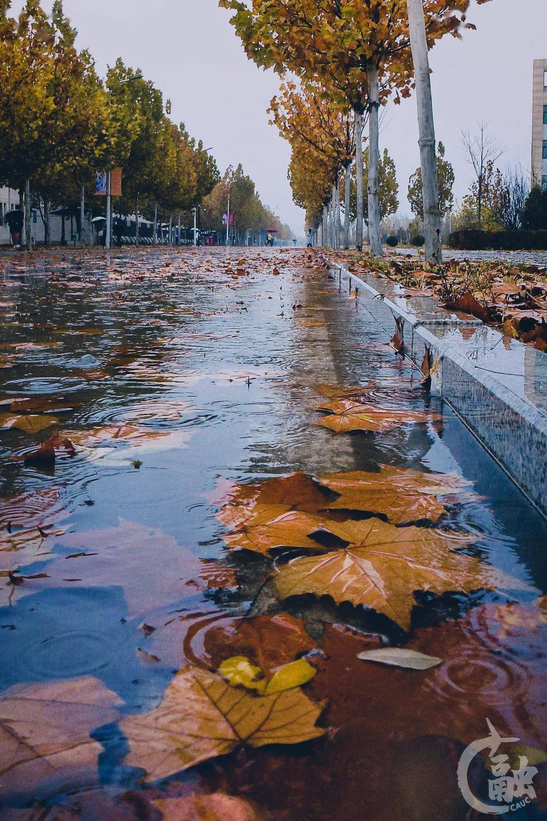 秋风剪剪 秋雨绵绵 秋天总是澄澈清明 微雨蒙蒙 烟云笼罩 雨后的中航