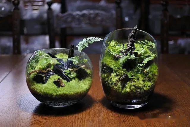 苔藓微景观作品300款设计