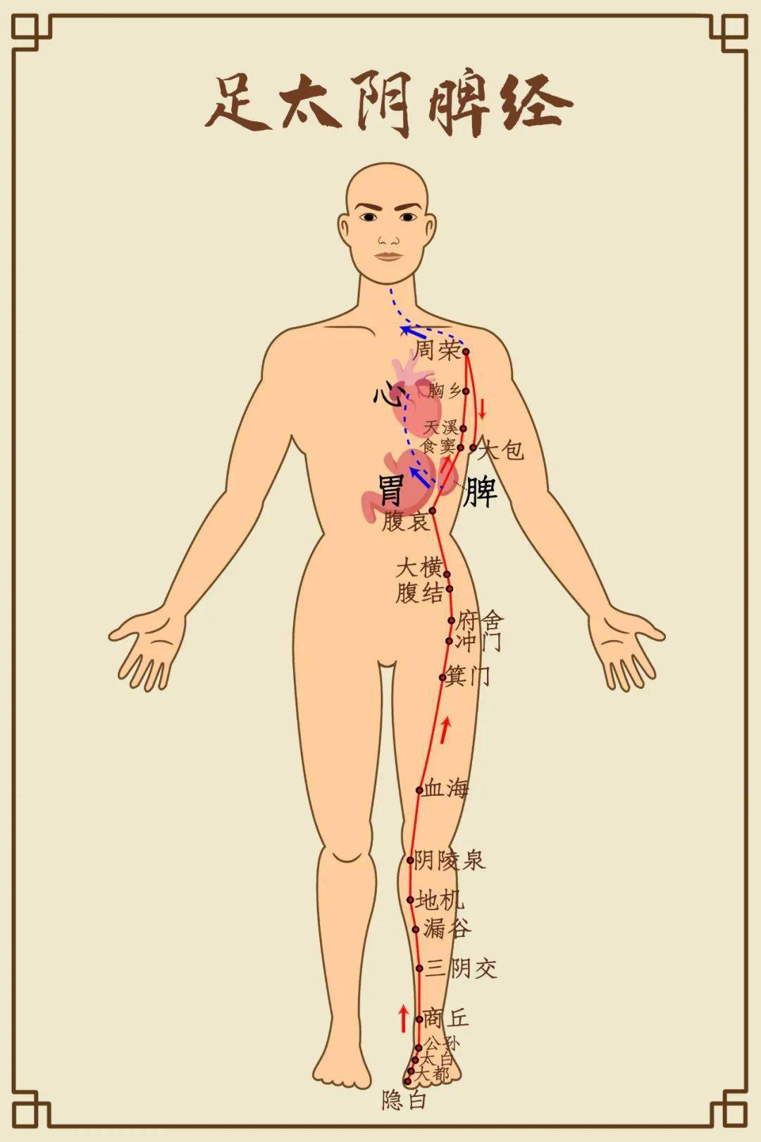 腐熟水谷,主通降,喜润恶干燥,足阳明胃经是一条多气多血的经络,胃经