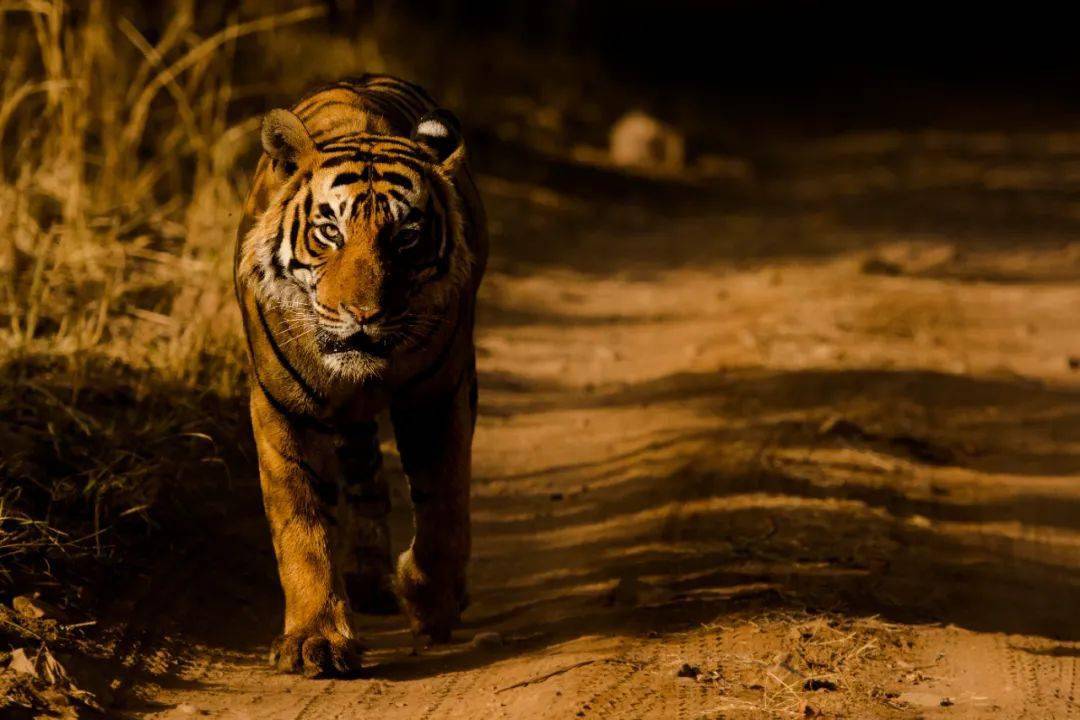 梦境迷踪，梦到老虎咬蜥蜴的深层含义解析