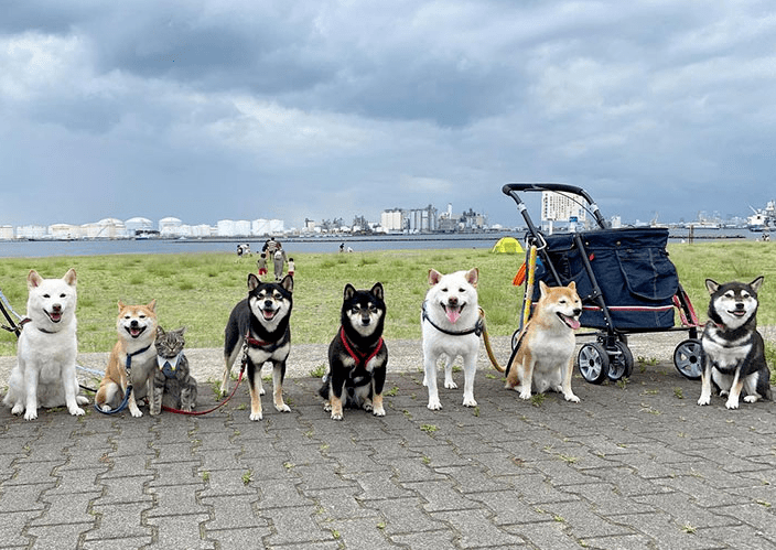 当时,一群柴犬在那里玩耍,主人就给柴犬们拍了一张大合照,不过仔细