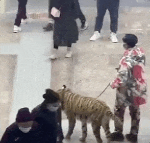 【萌宠】男子将金毛打扮成老虎上街,网友炸锅了:不爱就别养!