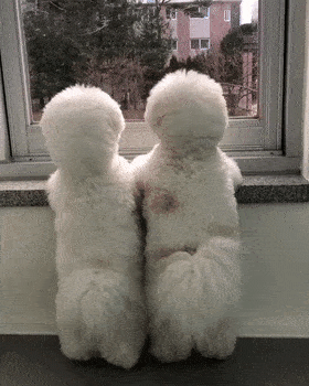 东北狗子的快乐,你们真的想象不到!_狗狗