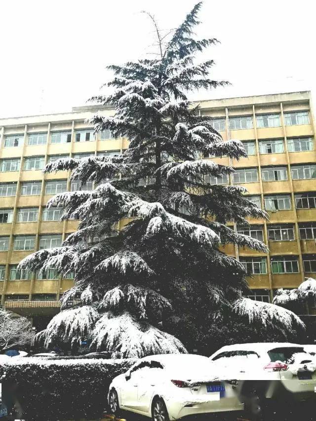 西理初雪图鉴