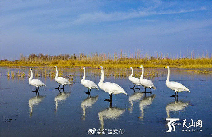 鹅湖什么成语_成语故事手抄报(3)
