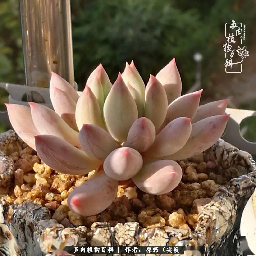 所罗门