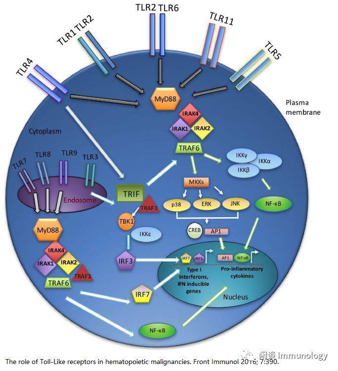 tlr6和tlr11,而另一些则存在于内小体(例如tlr3,tlr7,tlr8和tlr9)中