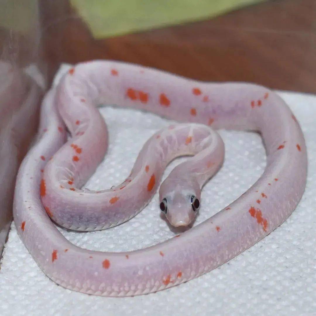 网友孵化的无鳞棕榈玉米蛇,淡雅的体色令人痴迷!