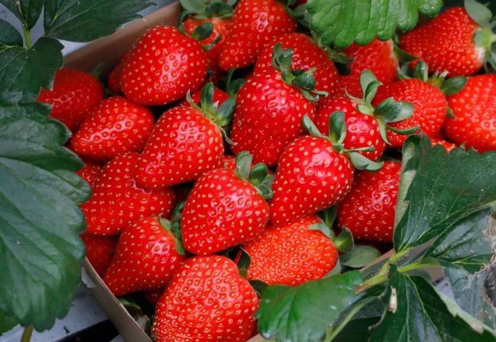 吃货们注意! 在昌平区小汤山镇万德庄园内 这片大草莓园的草莓成熟啦!