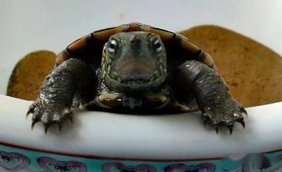 梦见乌龟，古老智慧与未来启示的神秘交汇