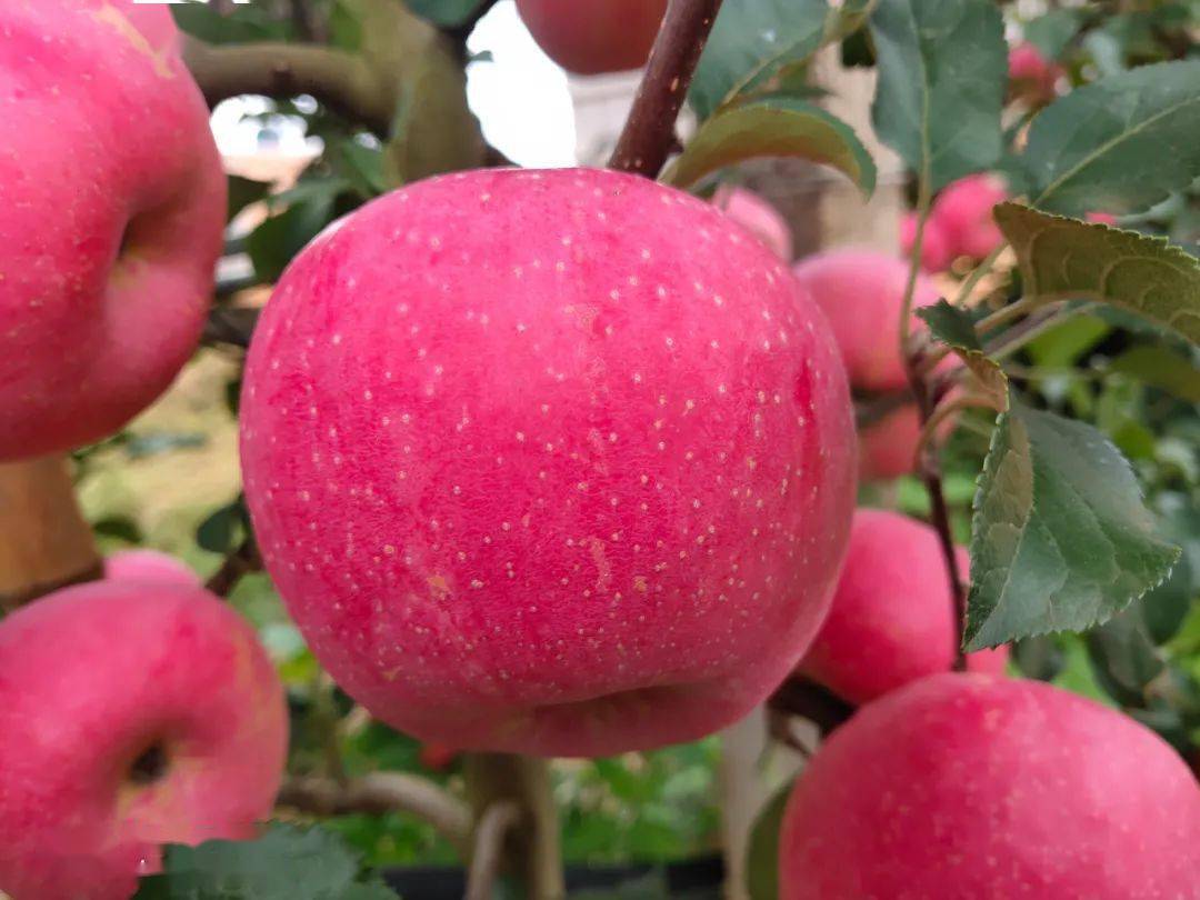 苹果新品种中哪个最好 6200a2729a9144e8af57bd82f84ee1d6.jpeg