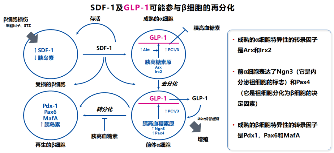 glp-1受体激动剂与干细胞在糖尿病治疗中的作用 cds2020