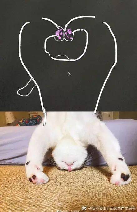 铲屎官发了张喵星人的照片到网上，结果被网友们玩坏了