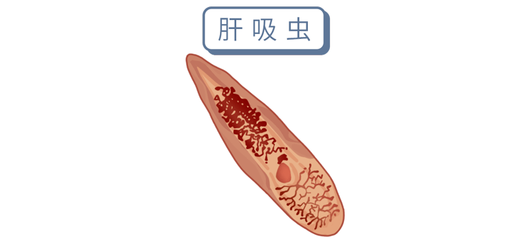 中国患肝一般能活几年_吃生鱼片患肝吸虫病_肝片形吸虫和姜片吸虫