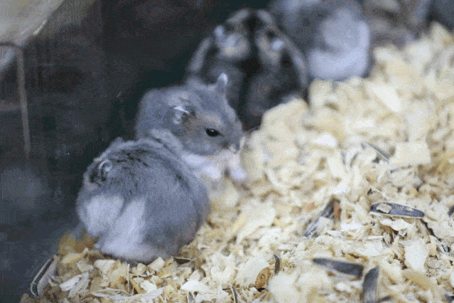 集 奇趣萌宠互动, 自然科普教育 休闲游乐为一体的萌宠乐园 现在还有