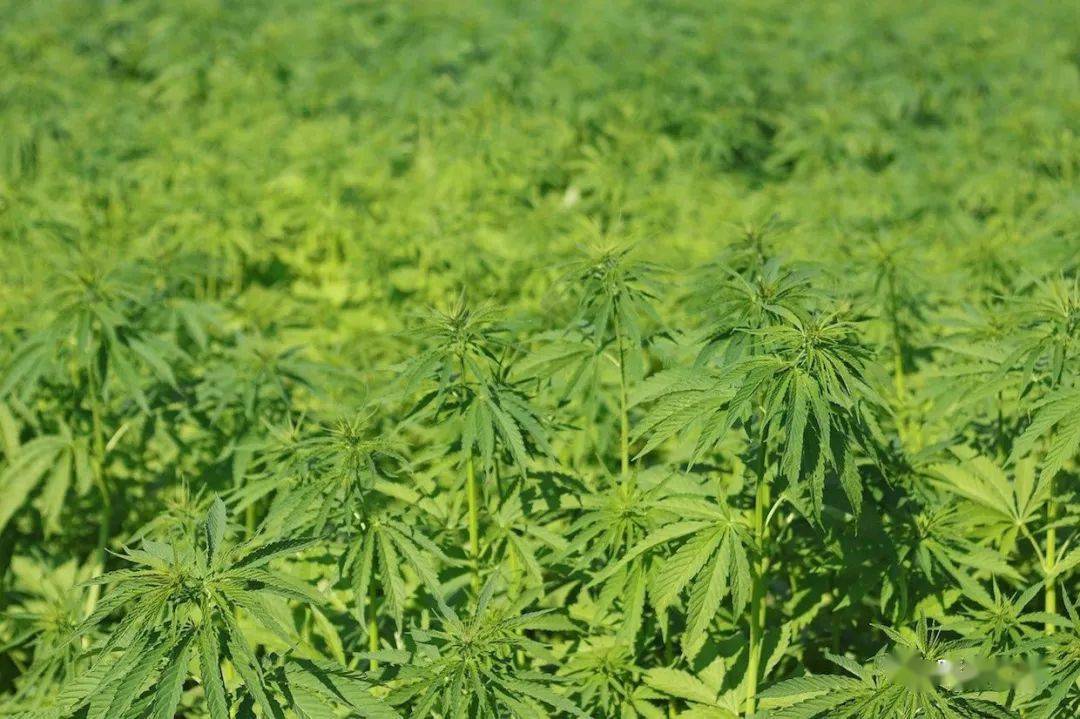 杏仁|哪种“奶”最对环境更友善呢？比较了牛奶、坚果奶、豆奶、大麻奶和谷物奶