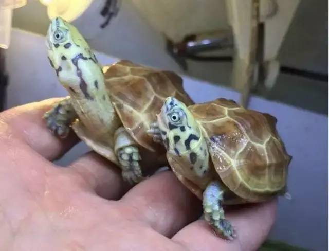 经验分享丨如何饲养好一只乌龟做宠物