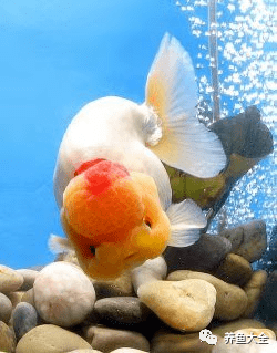 金鱼换水方法_原生鱼咋换水_水质对金鱼生长发育的影响