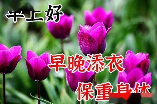 8张最美鲜花早上好图片带祝福语 冬日漂亮早安问候祝福图片鲜花带字